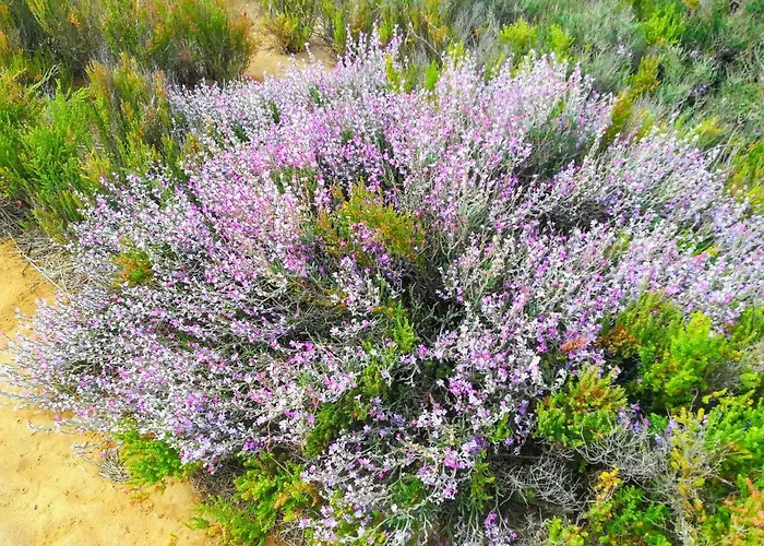 306, Armacao da Abobora