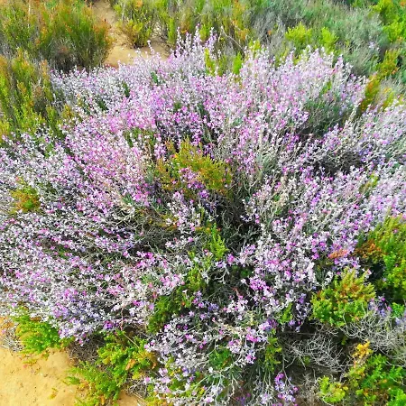 306, Armacao da Abobora